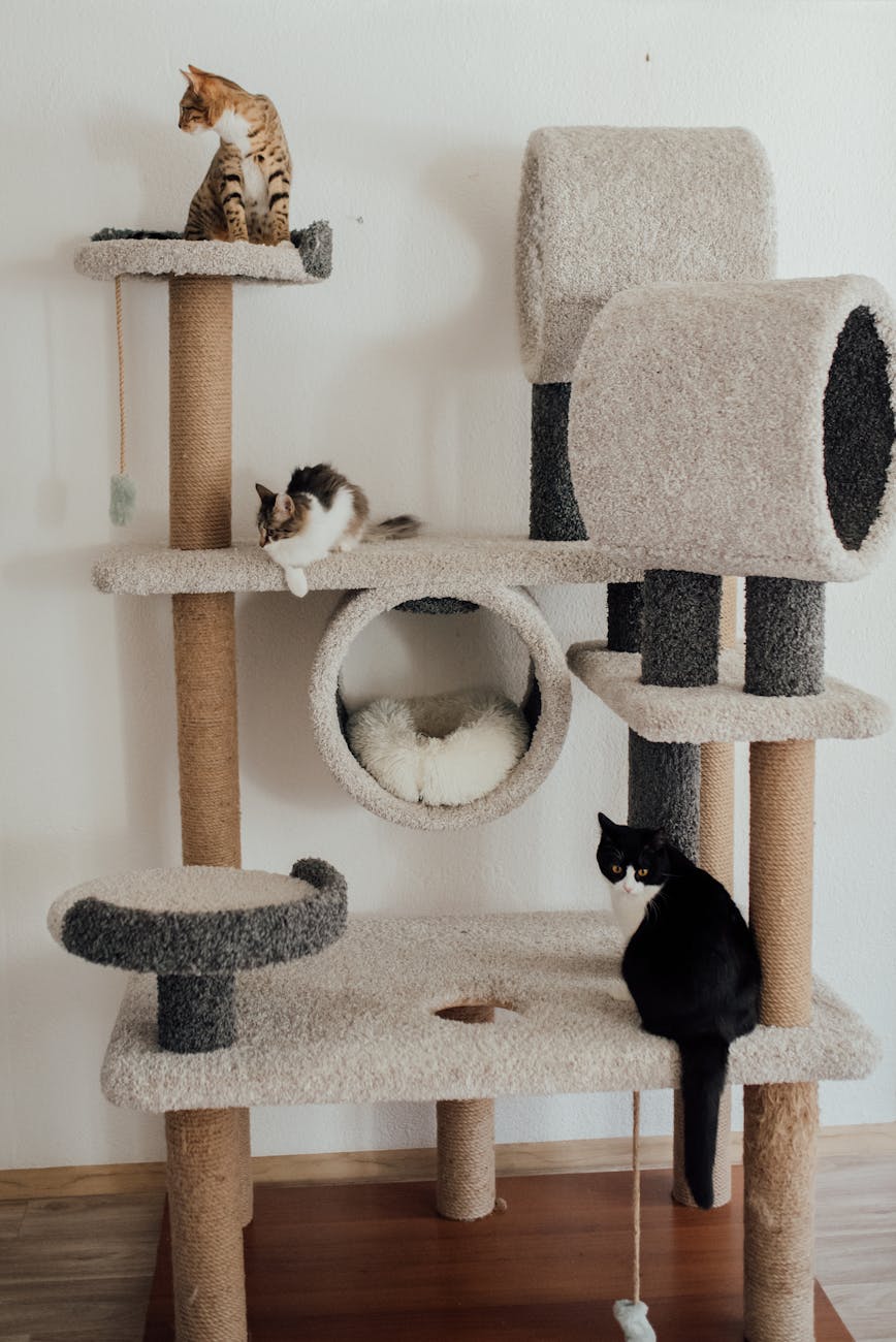 Best Cat Trees for Large Cats in 2026