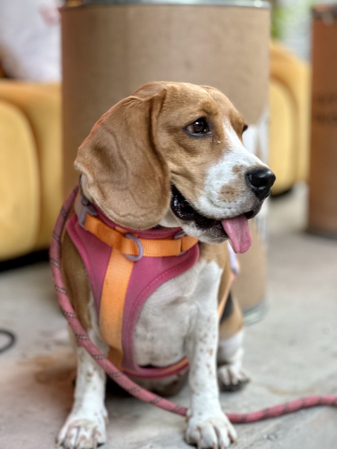 Best No-Pull Dog Harnesses in 2026