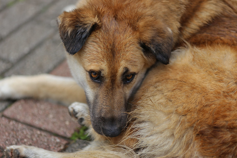 Best Flea Treatment for Dogs in 2026