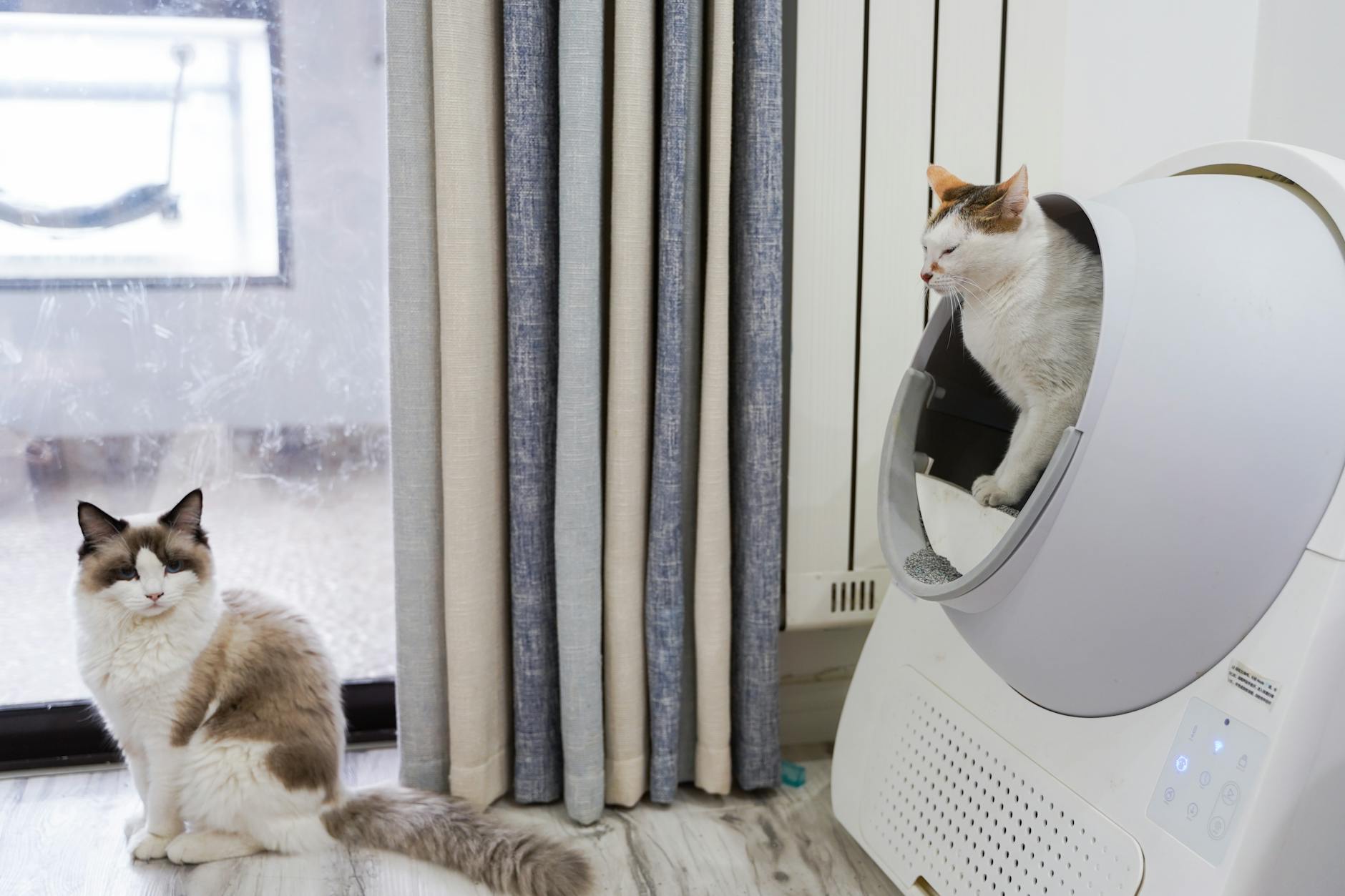 Best Self-Cleaning Litter Boxes in 2026